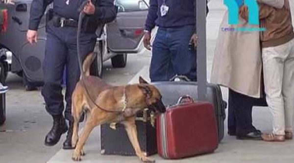 Razones por la que un perro puede atacar un pasajero en el aeropuerto