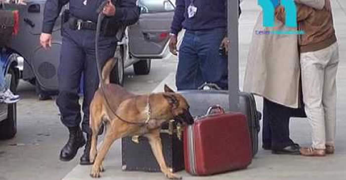 Razones por la que un perro puede atacar un pasajero en el aeropuerto