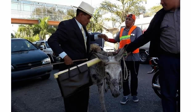 Incautan burros a peregrinos que iban al Palacio Nacional