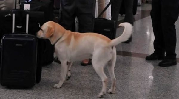 Perro de la DNCD muerde una mujer en el aeropuerto Las Américas (AILA)