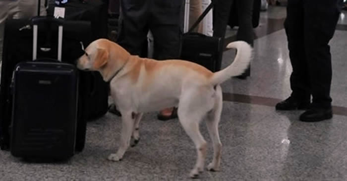 Perro de la DNCD muerde una mujer en el aeropuerto Las Américas (AILA)