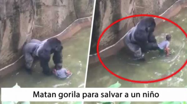 Video: Matan gorila en Zoológico de EEUU para salvar a un niño