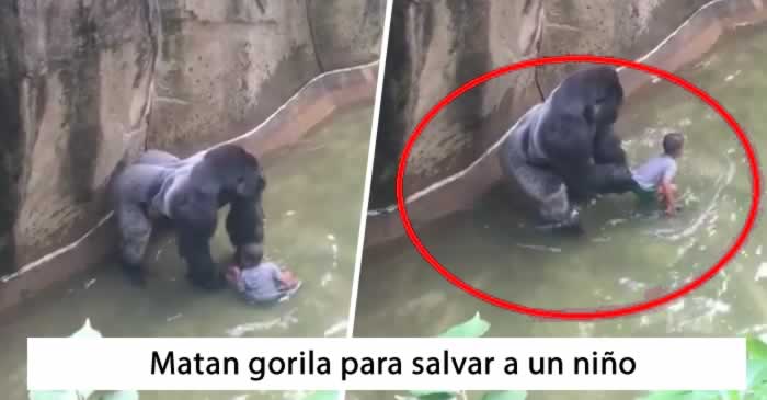 Video: Matan gorila en Zoológico de EEUU para salvar a un niño