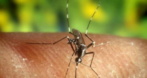 Salud Pública confirma casos de zika virus en RD