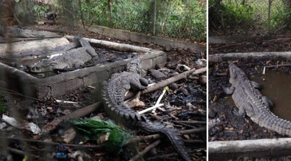 Allanan propiedad de José Rijo y rescatan cocodrilos