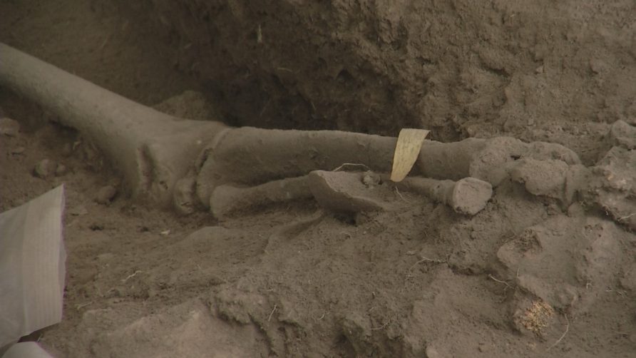 Video: Encuentran cementerio de unos 3.000 años en Samaná, República Dominicana